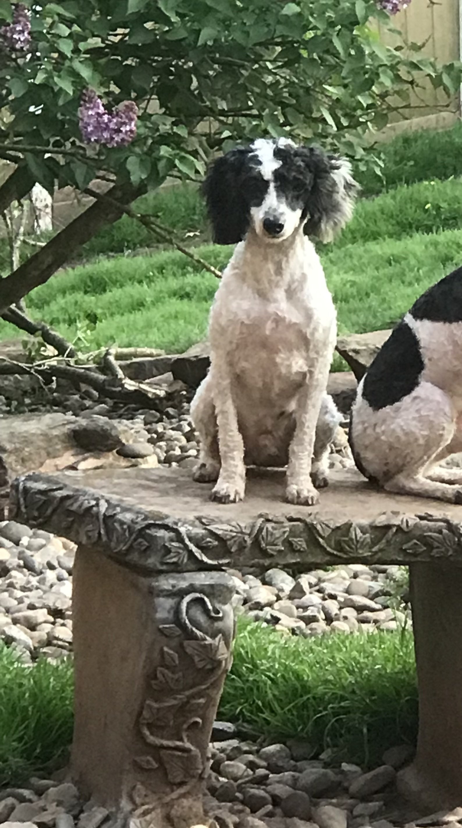 adoptable Dog in Mechanicsburg, PA named Reno