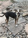 adoptable Dog in mechanicsburg, PA named Minnie