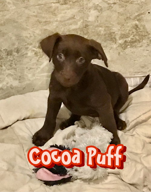 Cocoa Puff