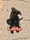 Latte