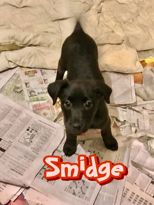 Smidge