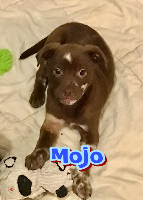 Mojo