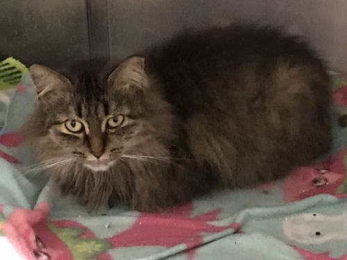 Minxy