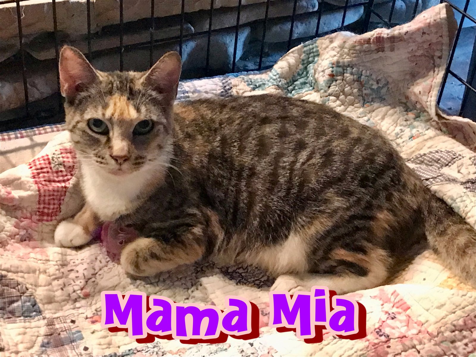 adoptable Cat in Mechanicsburg, PA named Mama Mia