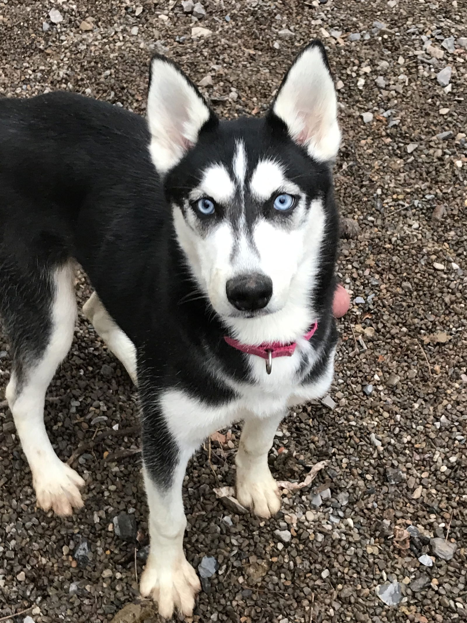 adoptable Dog in Mechanicsburg, PA named Sasha