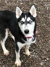 adoptable Dog in mechanicsburg, PA named Sasha