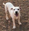 adoptable Dog in  named Bumble