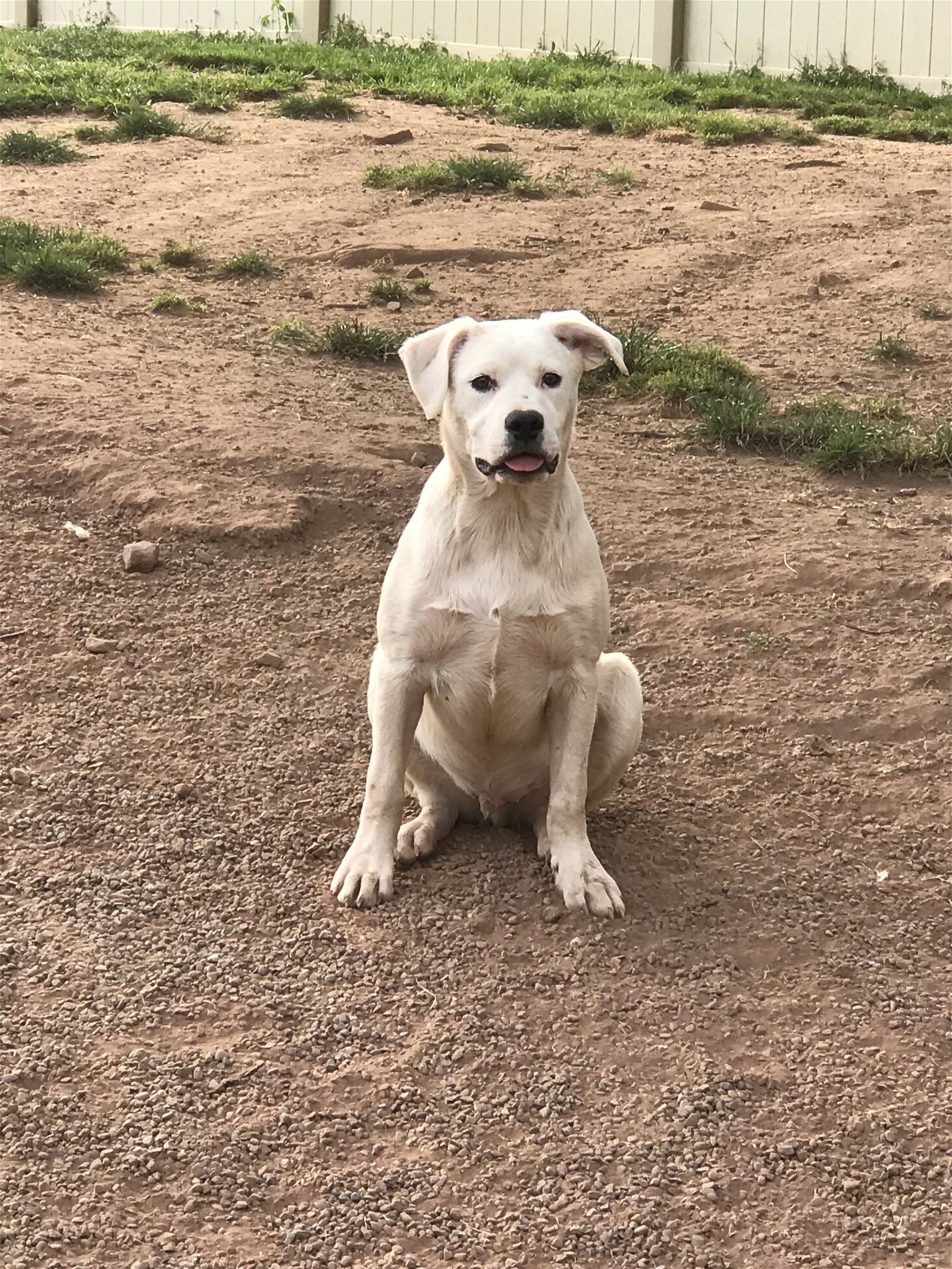 adoptable Dog in Mechanicsburg, PA named Casper