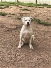 adoptable Dog in mechanicsburg, PA named Casper