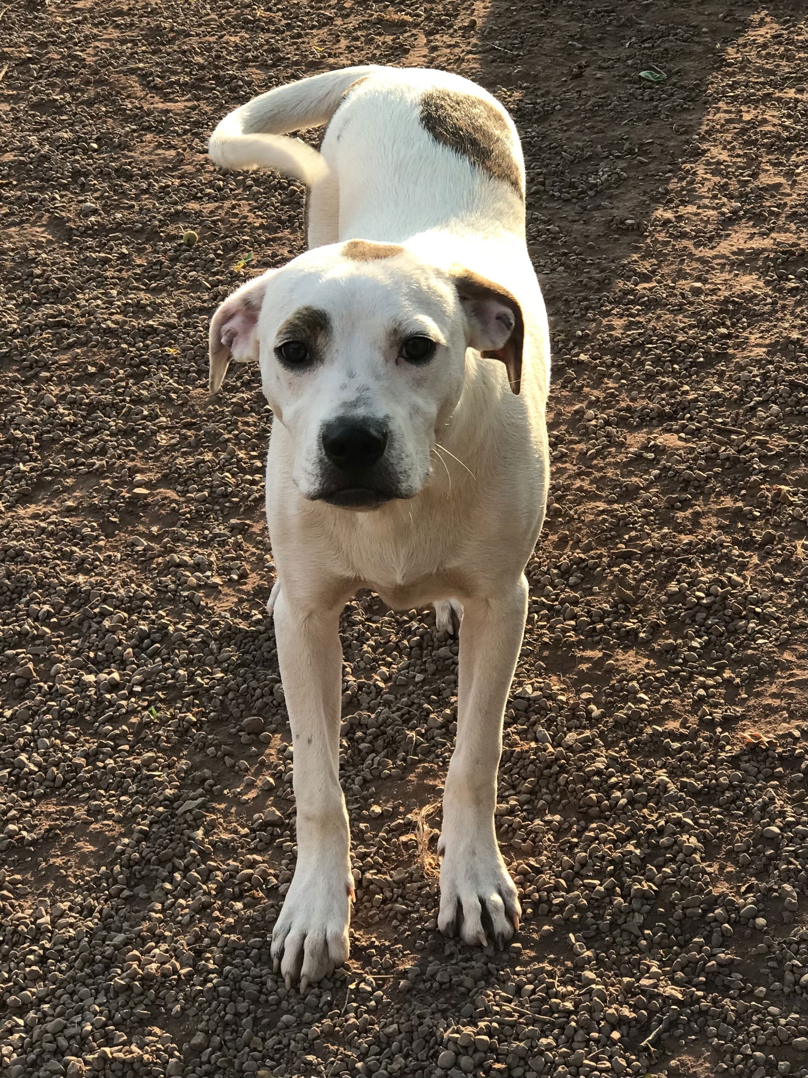 adoptable Dog in Mechanicsburg, PA named Otto