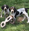 Huckleberry Hound