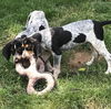 Huckleberry Hound