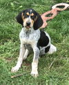 Huckleberry Hound