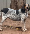 Henrietta Hound