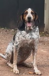 Henrietta Hound