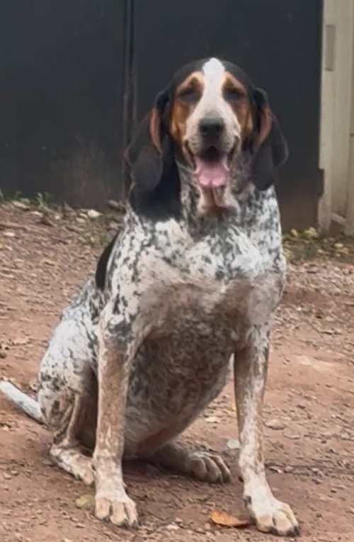 Henrietta Hound — thumbnail 4