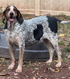 Henrietta Hound
