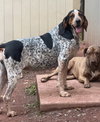 Henrietta Hound