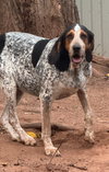 Henrietta Hound