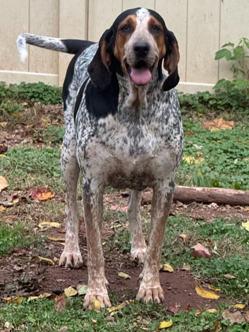 Henrietta Hound