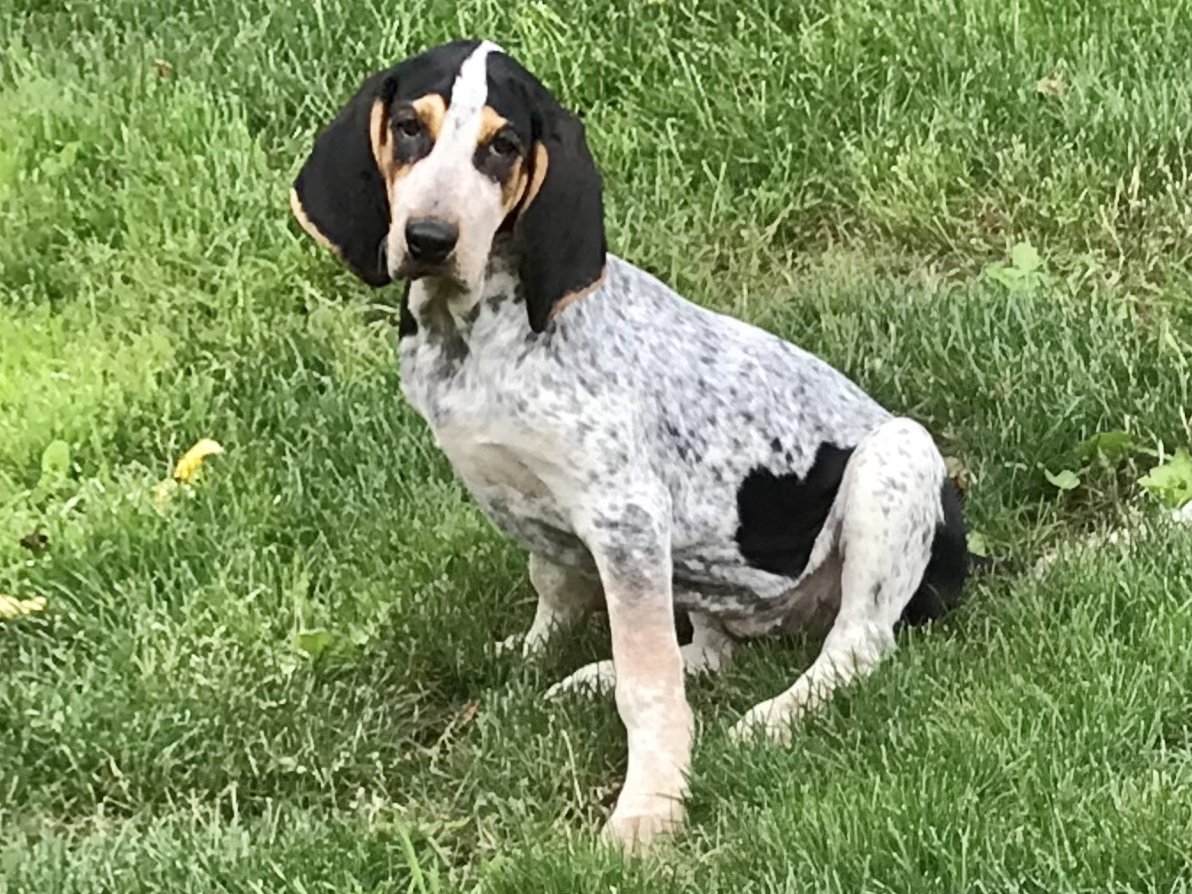 adoptable Dog in Mechanicsburg, PA named Henrietta Hound
