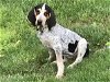 adoptable Dog in  named Henrietta Hound