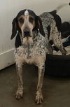 adoptable Dog in  named Henrietta Hound