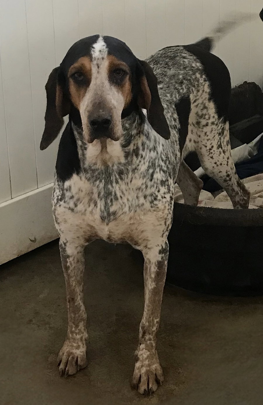 Henrietta Hound