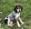 Adopted! Hattie Hound