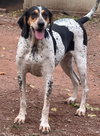 Halle Hound