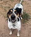 Halle Hound