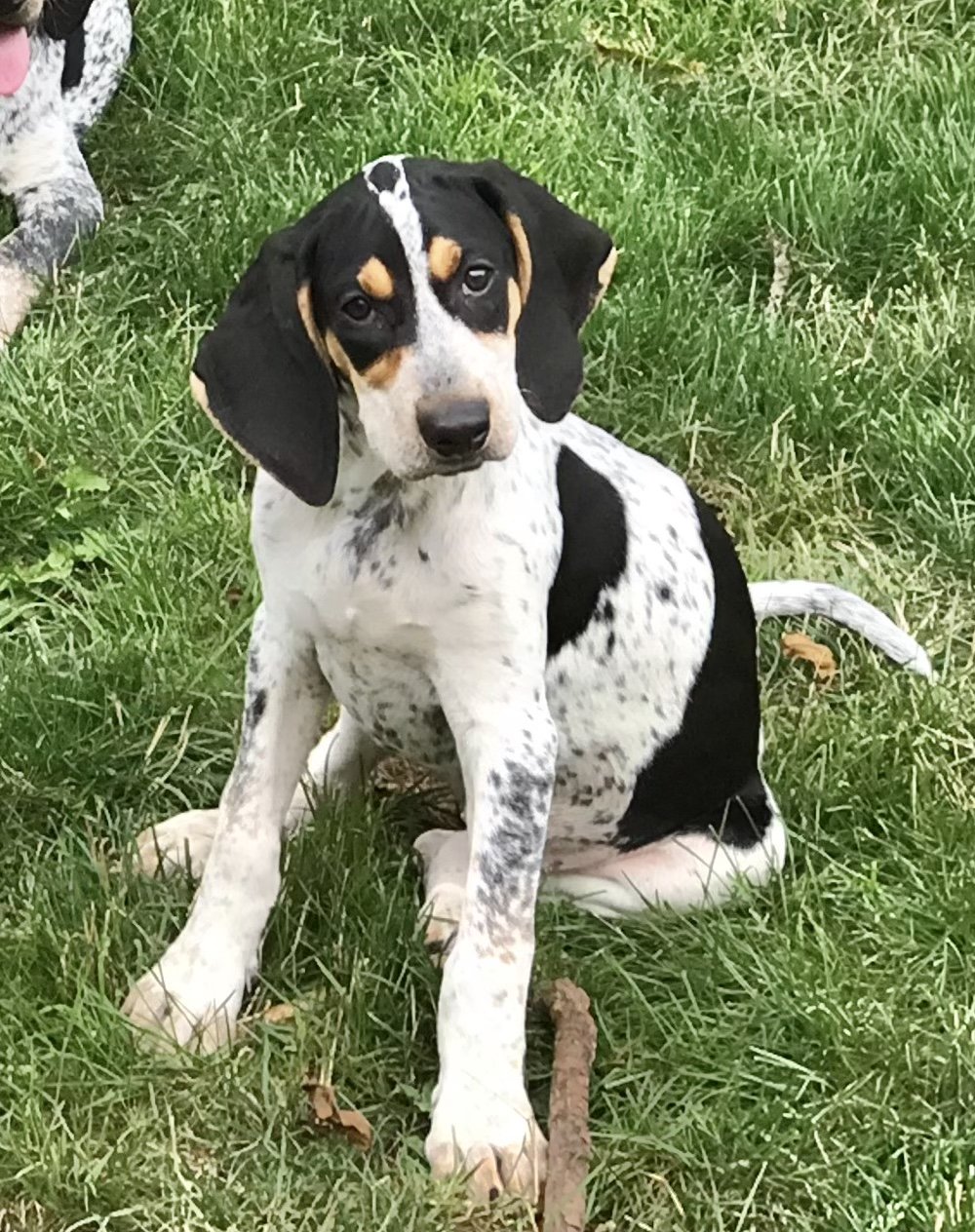 adoptable Dog in Mechanicsburg, PA named Halle Hound