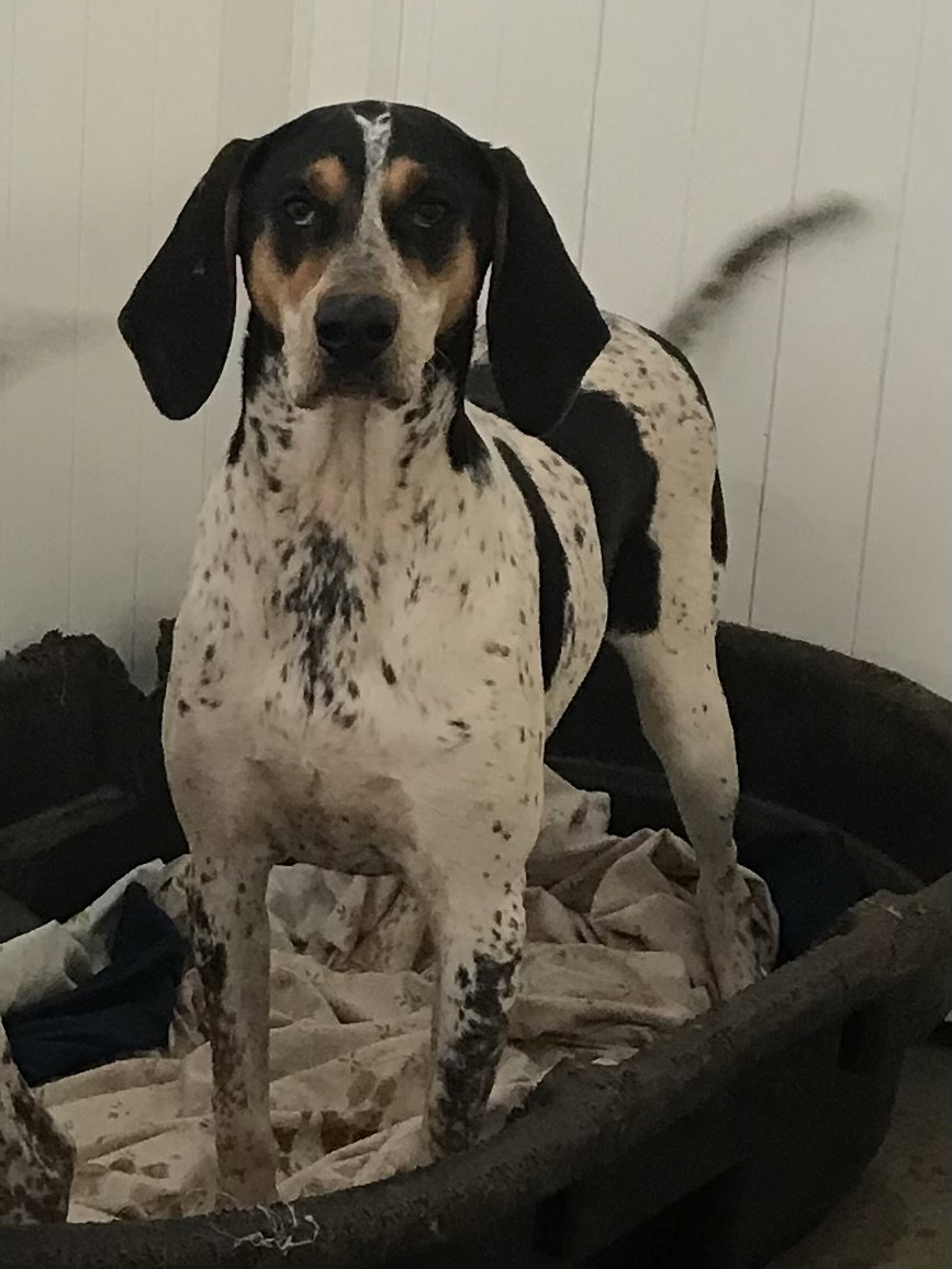 Halle Hound