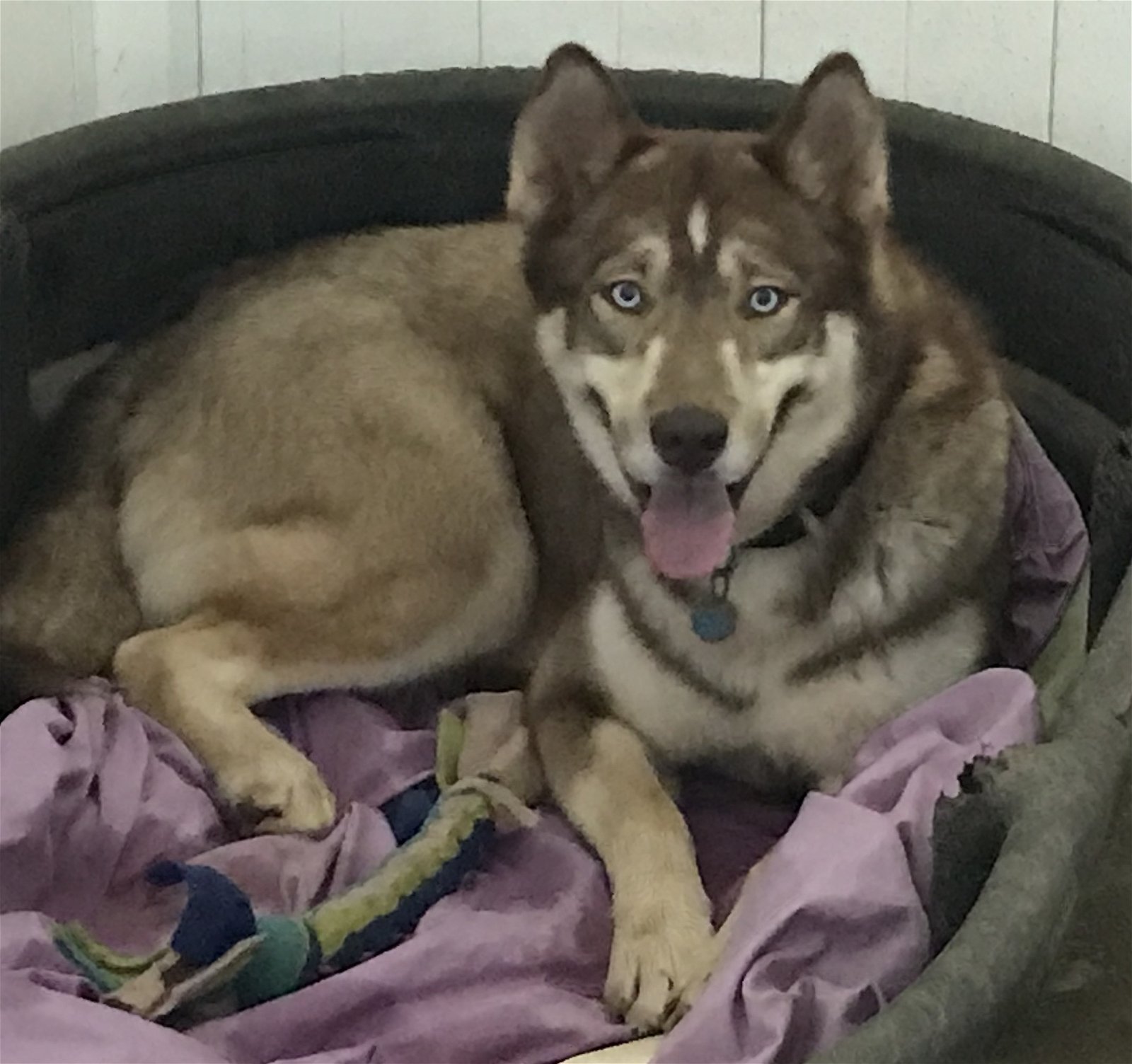 adoptable Dog in Mechanicsburg, PA named Sheba