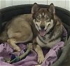 adoptable Dog in mechanicsburg, PA named Sheba