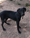 adoptable Dog in mechanicsburg, PA named Mason