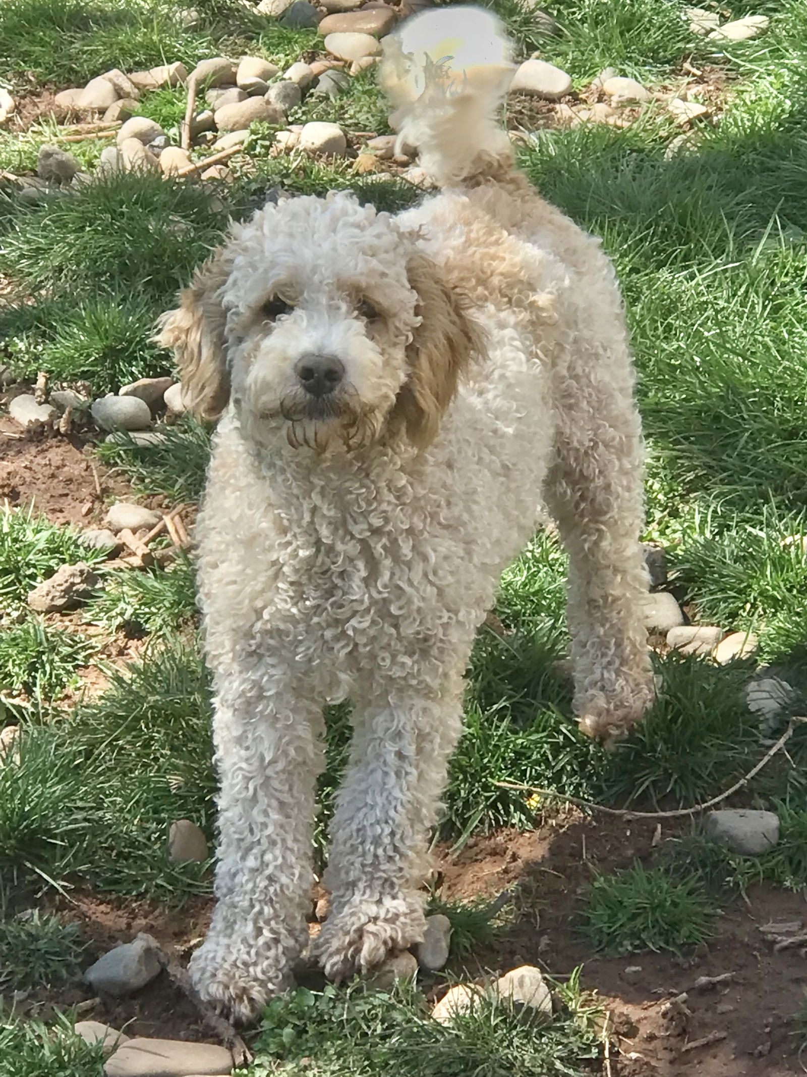 adoptable Dog in Mechanicsburg, PA named Peter