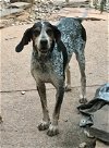 adoptable Dog in mechanicsburg, PA named Matilda (Momtilda)