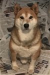 adoptable Dog in mechanicsburg, PA named Shilo