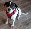 adoptable Dog in mechanicsburg, PA named Anna