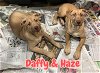 adoptable Dog in  named Daffy & Haze