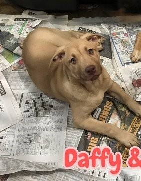adoptable Dog in Mechanicsburg, PA named Daffy