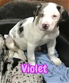 adoptable Dog in  named Violet
