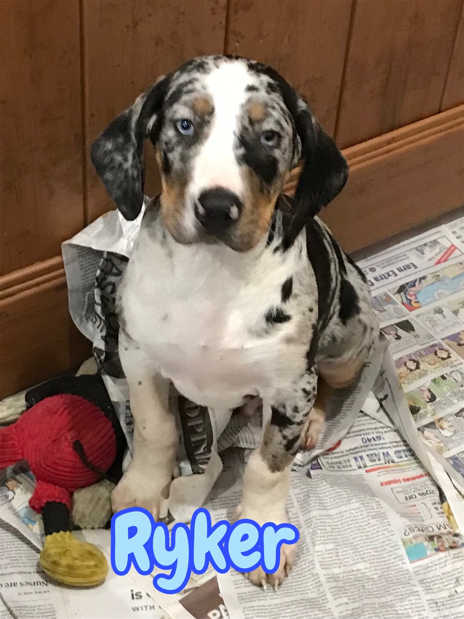 adoptable Dog in Mechanicsburg, PA named Ryker