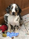 adoptable Dog in mechanicsburg, PA named ADOPTED! Ryker