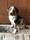 Ryker