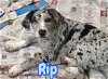 adoptable Dog in mechanicsburg, PA named Rip