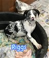 ADOPTED! Riggs