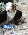 adoptable Dog in  named ADOPTED! Sleeve