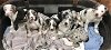 adoptable Dog in mechanicsburg, PA named 2 Catahoula Leopard puppies (1 girl/1 boy)
